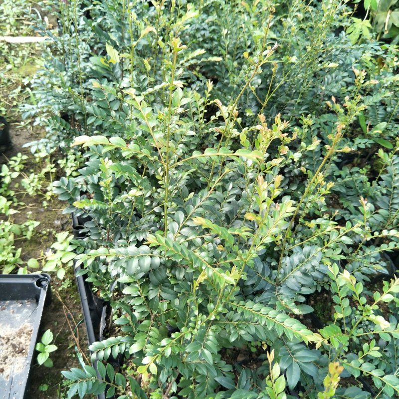 紫檀黑檀黑骨茶室内盆栽树种庭院景观造型绿植