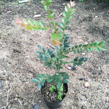紫檀黑檀黑骨茶室内盆栽树种庭院景观造型绿植