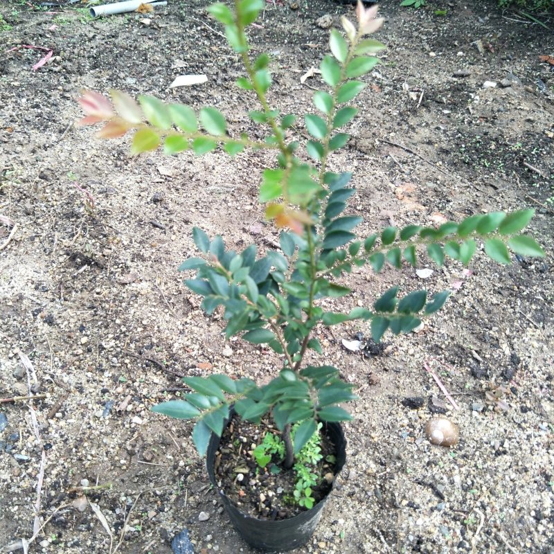紫檀黑檀黑骨茶室内盆栽树种庭院景观造型绿植