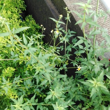 鬼针草