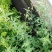 鬼针草