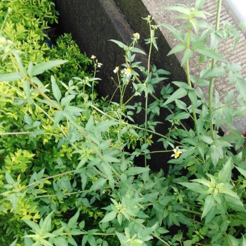鬼针草