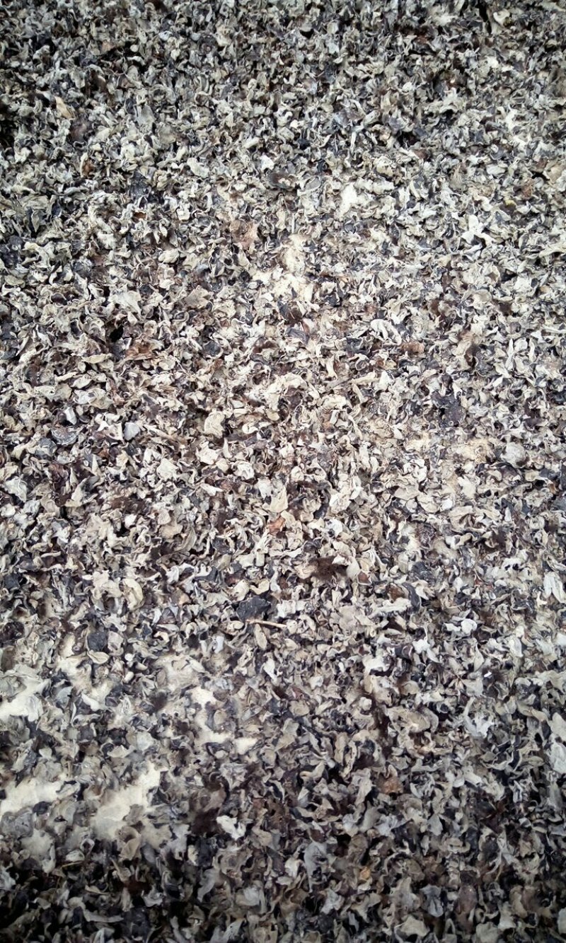 黑木耳