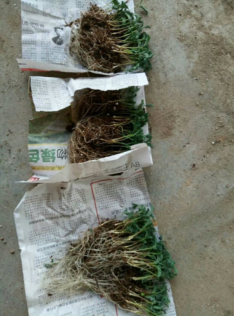 银叶金合欢苗园林绿化庭院观叶观花速生树种