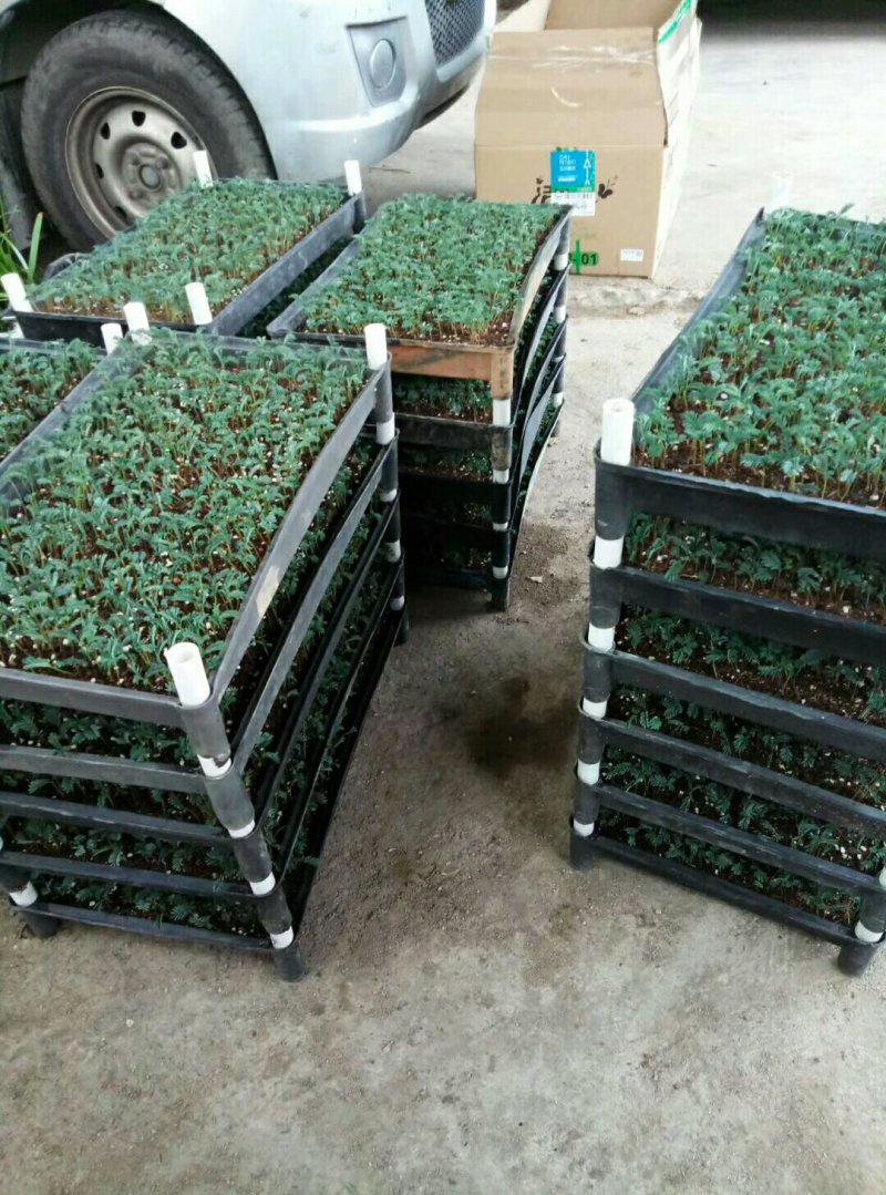 银叶金合欢苗园林绿化庭院观叶观花速生树种