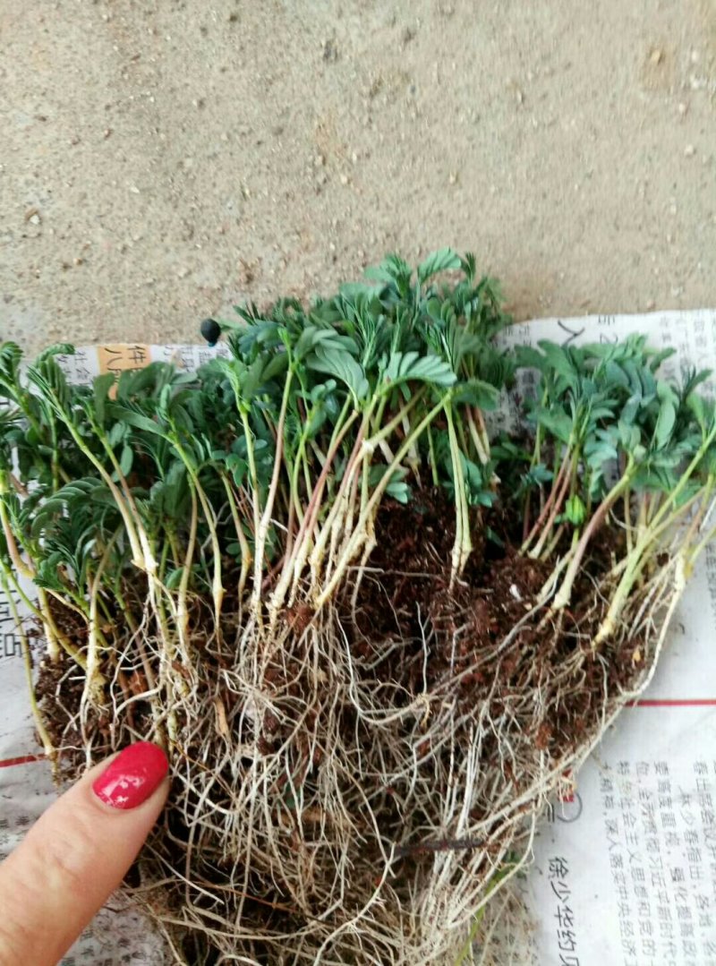 银叶金合欢苗园林绿化庭院观叶观花速生树种