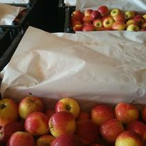 123小苹果海棠产地直供货量充足代收