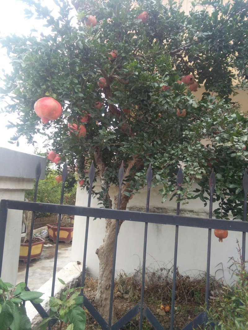 石榴熟了