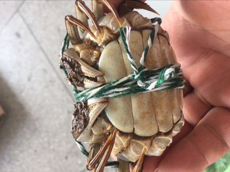 螃蟹食用雌蟹