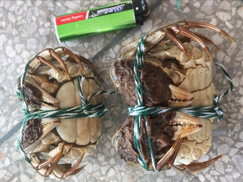 螃蟹食用雌蟹