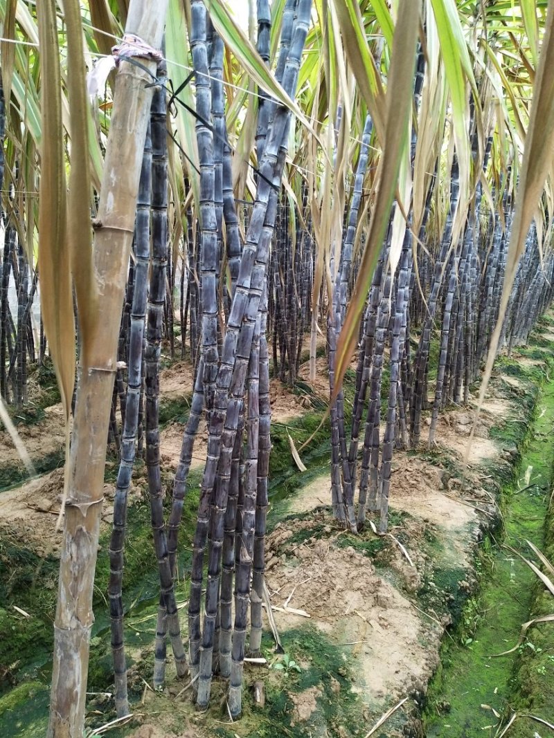 黑皮果蔗，甘蔗种植带头人、有便宜回头车提供一条龙服务