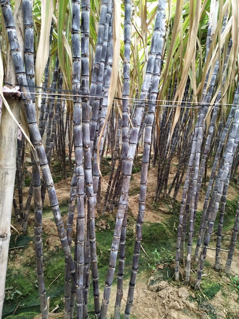 黑皮果蔗，甘蔗种植带头人、有便宜回头车提供一条龙服务