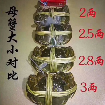 红膏大闸蟹