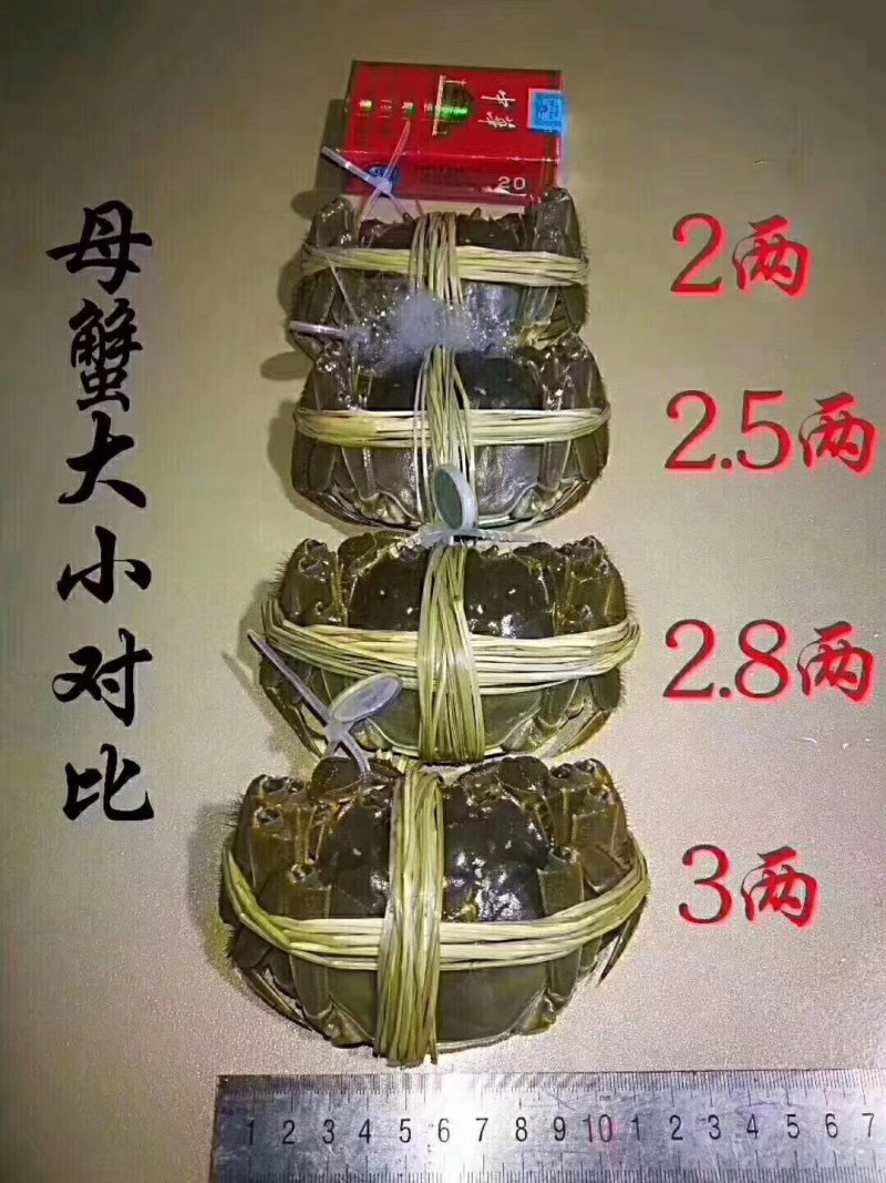 红膏大闸蟹