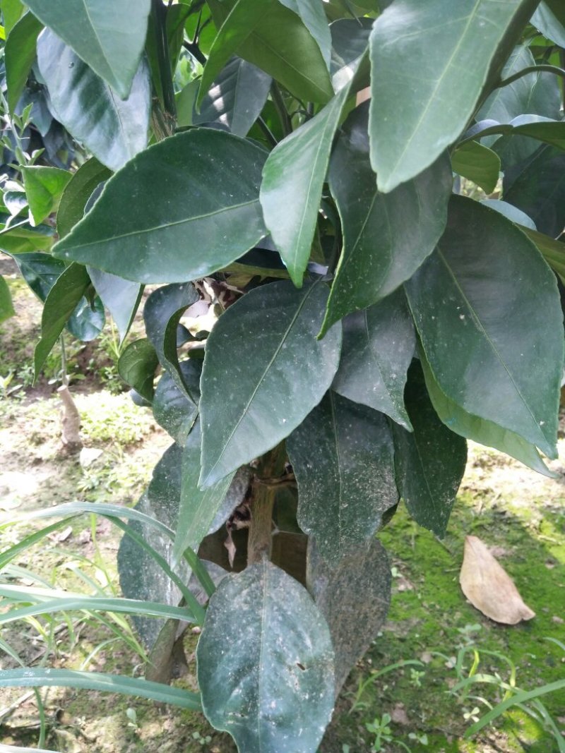 红美人，爱媛28号，移栽三年苗