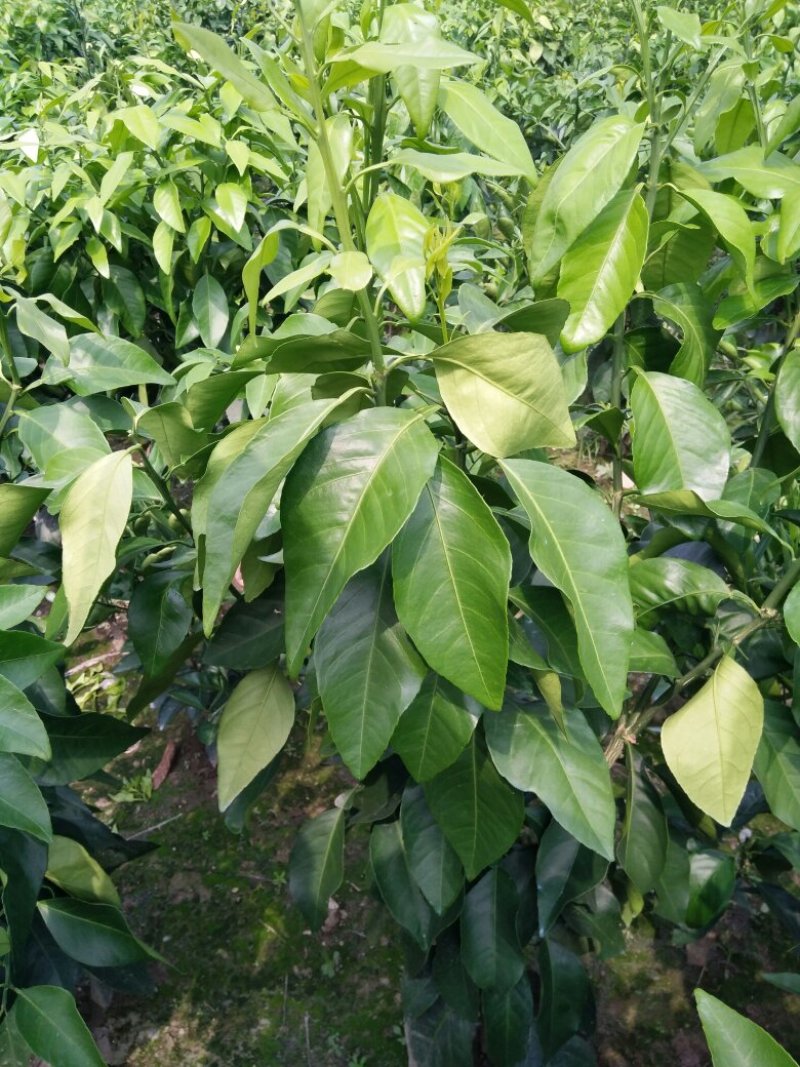 红美人，爱媛28号，移栽三年苗