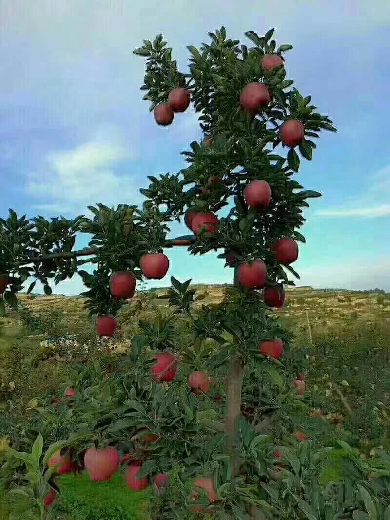 ′花牛苹果