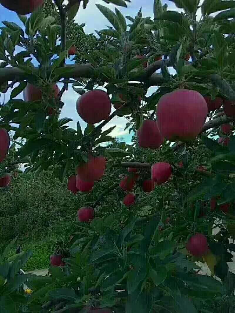 ′花牛苹果