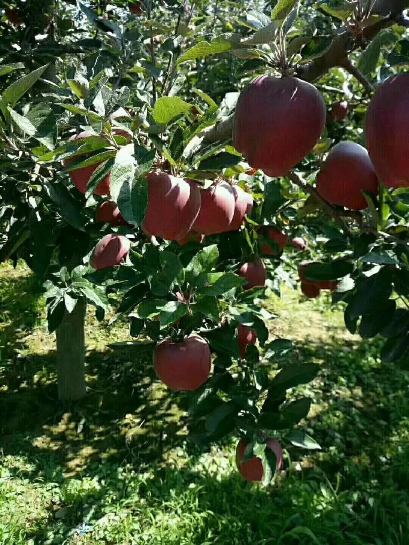 ′花牛苹果