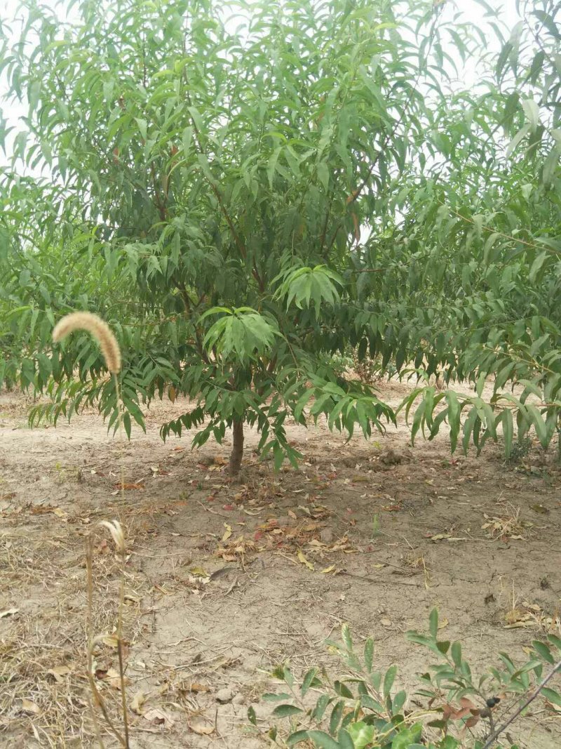 晚熟品种有10月底上市的冬桃树桃苗欢迎选购！