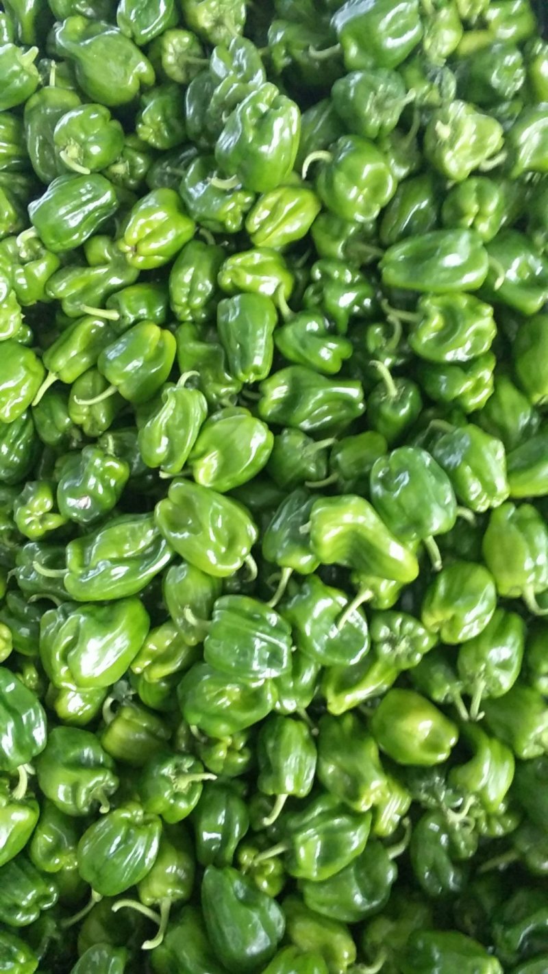 太空豇豆白豆尖椒麻椒