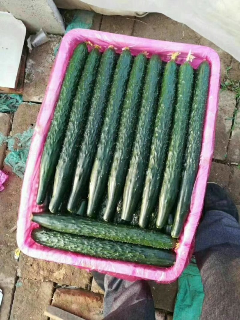 黄瓜