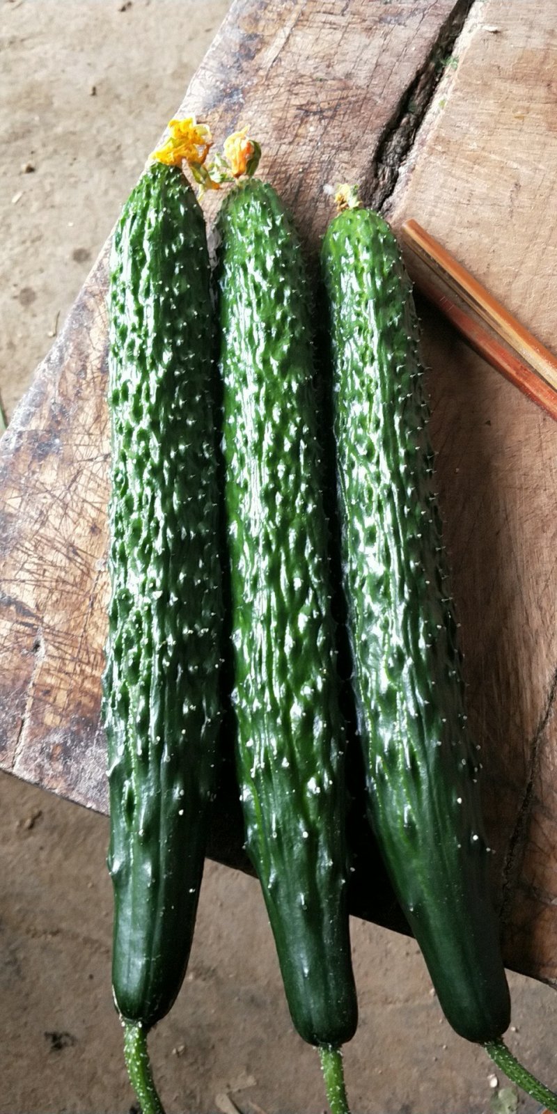 黄瓜