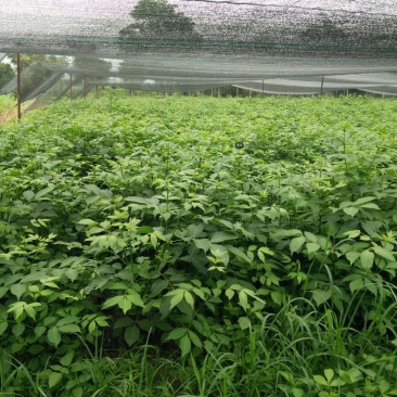中花吴茱萸苗茶辣苗树衣子苗江西中花扦插苗