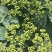 中花吴茱萸苗茶辣苗树衣子苗江西中花扦插苗
