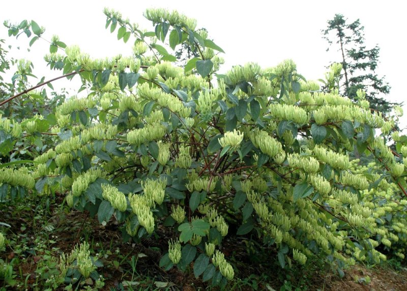 湘蕾金银花苗【顺丰包邮】（银翠蕾）20~90cm