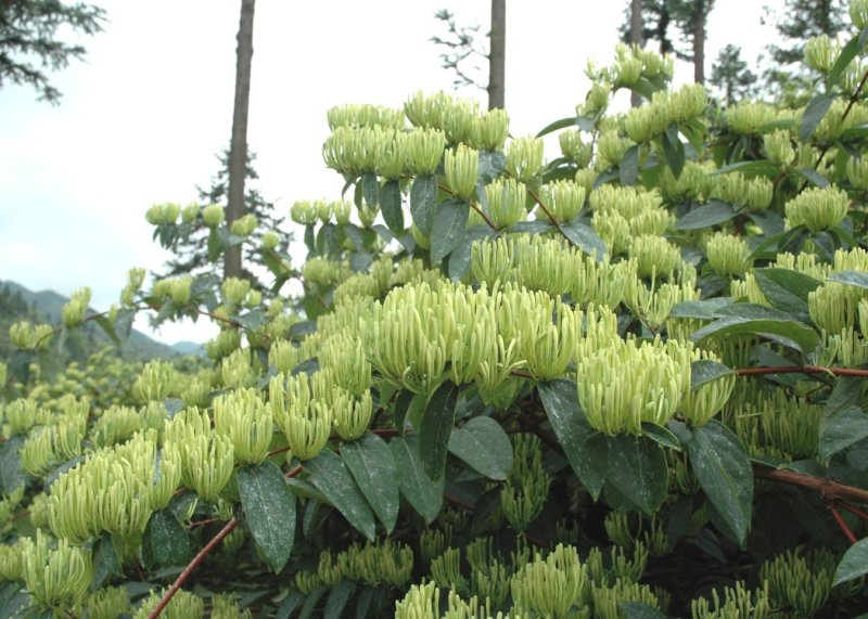 湘蕾金银花苗【顺丰包邮】（银翠蕾）20~90cm