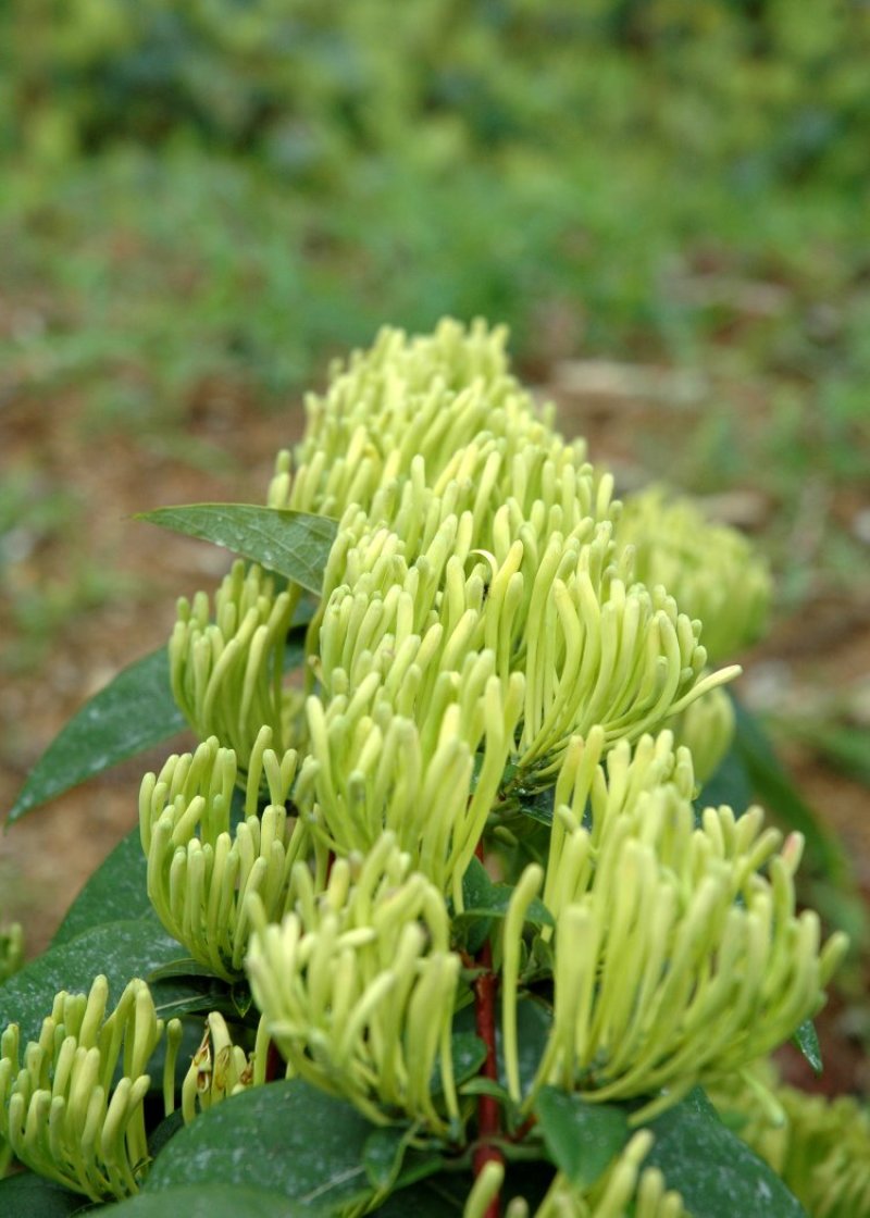 湘蕾金银花苗【顺丰包邮】（银翠蕾）20~90cm