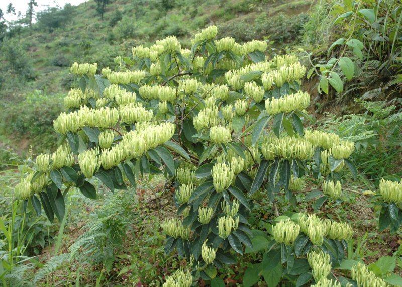 湘蕾金银花苗【顺丰包邮】（银翠蕾）20~90cm