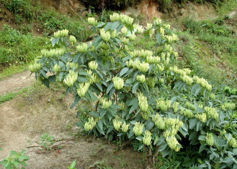 湘蕾金银花苗【顺丰包邮】（银翠蕾）20~90cm