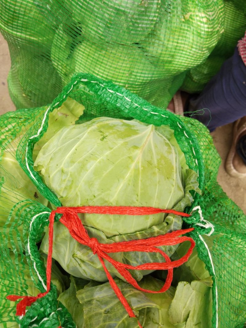 甘蓝精品