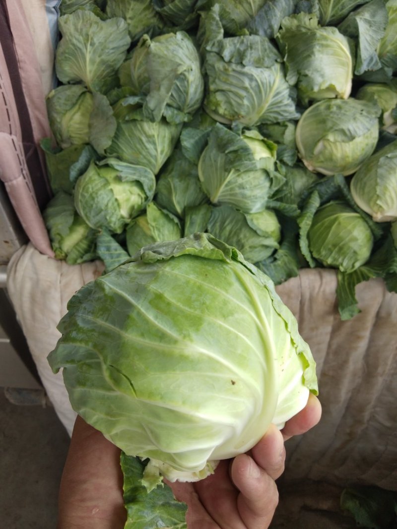 扁包菜，精品2斤重