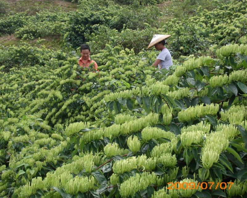 湘蕾金银花苗，纯花蕾亩产可达500公斤干花20~90cm