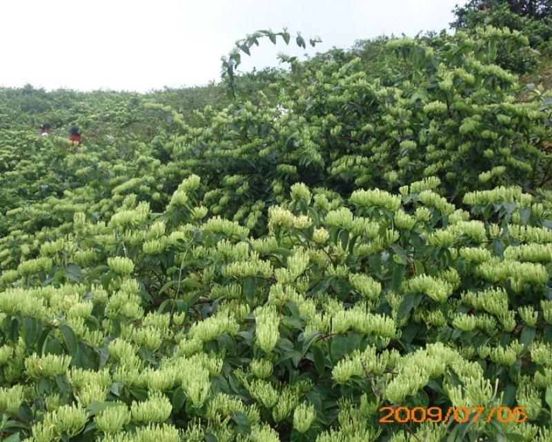 湘蕾金银花苗，纯花蕾亩产可达500公斤干花20~90cm