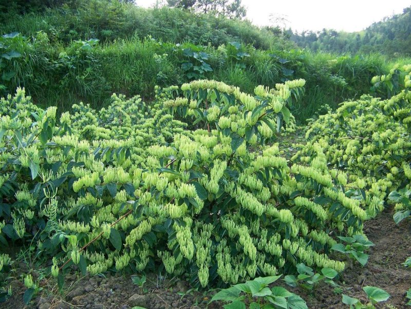 湘蕾金银花苗，纯花蕾亩产可达500公斤干花20~90cm