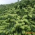 湘蕾金银花苗，纯花蕾亩产可达500公斤干花20~90cm