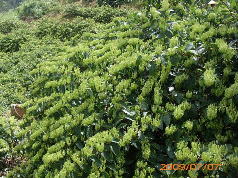 湘蕾金银花苗，纯花蕾亩产可达500公斤干花20~90cm
