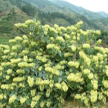 湘蕾金银花苗，纯花蕾亩产可达500公斤干花20~90cm