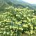 湘蕾金银花苗，纯花蕾亩产可达500公斤干花20~90cm