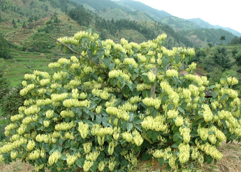 湘蕾金银花苗，纯花蕾亩产可达500公斤干花20~90cm