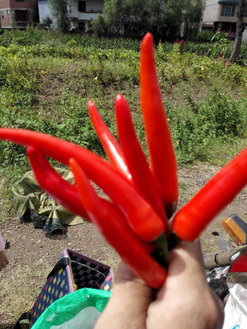 朝天椒