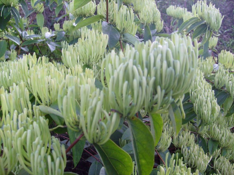 湘蕾金银花苗白云【顺丰包邮】，高产抗病力强20~90cm