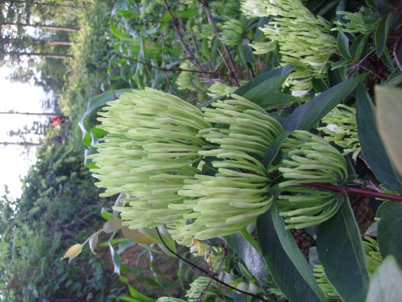 湘蕾金银花苗白云【顺丰包邮】，高产抗病力强20~90cm