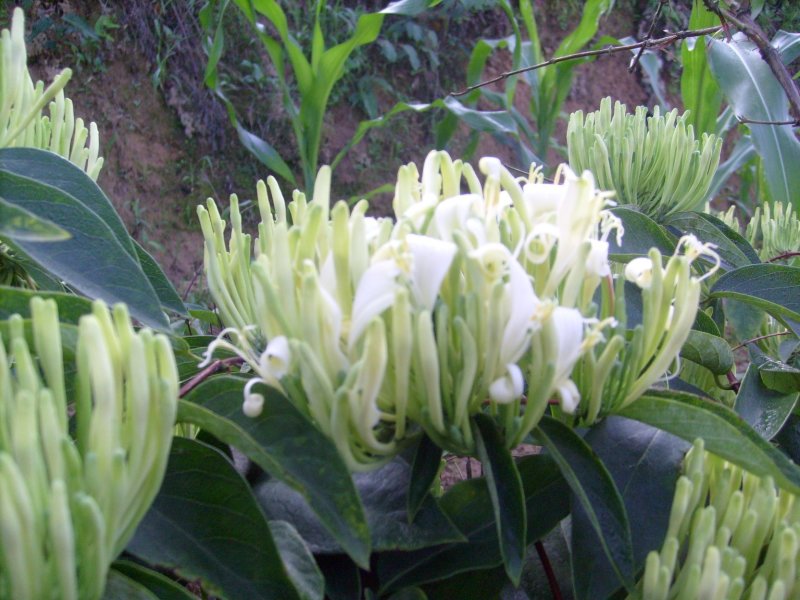 湘蕾金银花苗白云【顺丰包邮】，高产抗病力强20~90cm