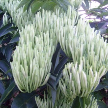 湘蕾金银花苗白云【顺丰包邮】，高产抗病力强20~90cm