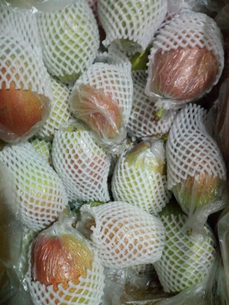 吴桥红香酥梨，皇冠，雪花